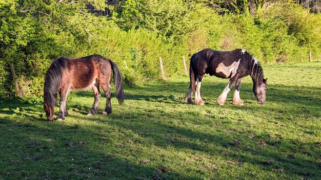 Foto der pollok country park