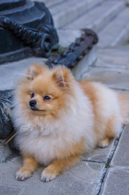 Foto der pomeranian-hund