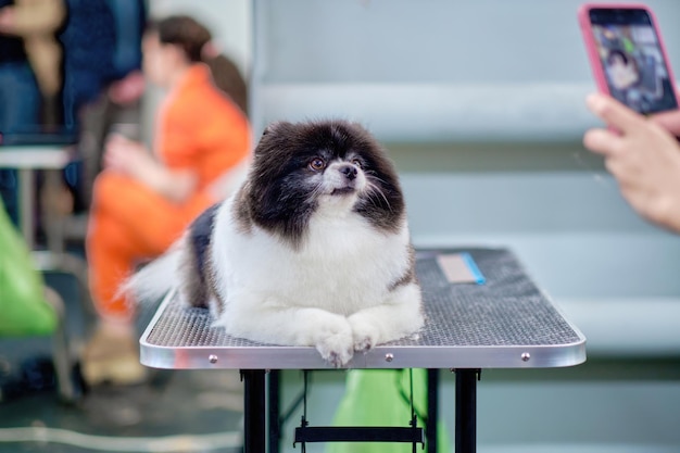 Der pommersche Hund liegt auf dem Tisch und schaut vorsichtig auf