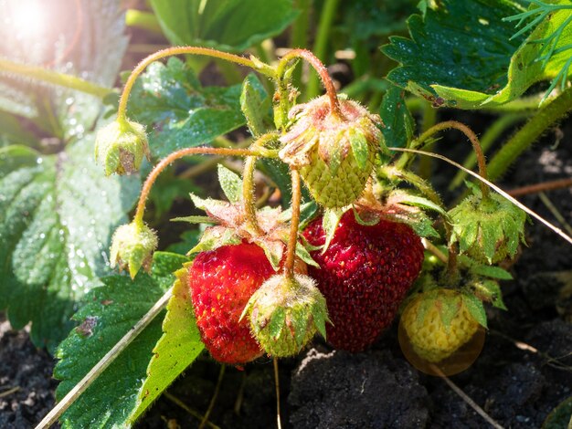 Der Prozess der Reifung hausgemachter Erdbeeren Der Beginn der Saison