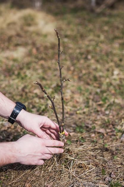 Der Prozess der Veredelung von Bäumen im Garten