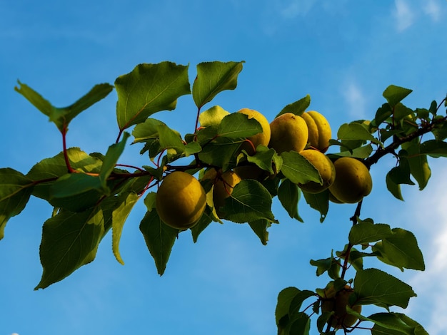 Der Prozess des Anbaus von Aprikosen Reifung von Aprikosen auf einem Ast Ökologischer Anbau im Garten