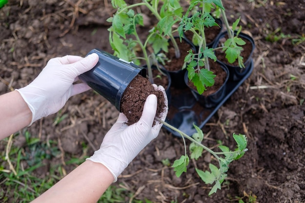 Foto der prozess des pflanzens von tomatensämlingen im freiland