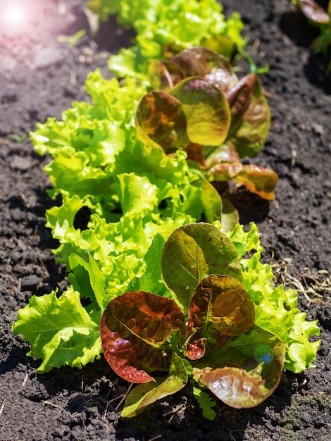 Der Prozess des Salatanbaus Junger Blattsalat im Freiland Ökologischer Anbau im Garten