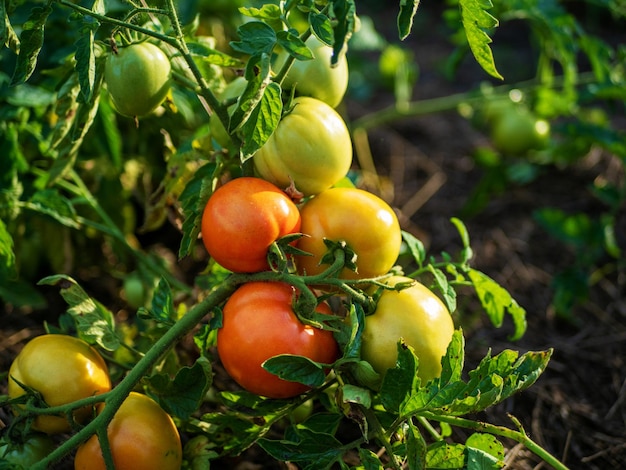 Der Prozess des Tomatenanbaus Tomatenbusch im Freiland Ökologischer Anbau im Garten