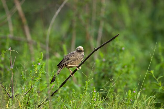 Der Puffthroated Babbler sitzt auf dem Ast