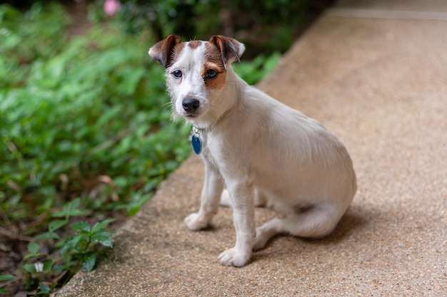 Der Rassehund Jack Russell sitzt auf Beton neben grünem Gras und blickt direkt in die Kamera. Der Mund ist geschlossen. Geringe Schärfentiefe Horizontal