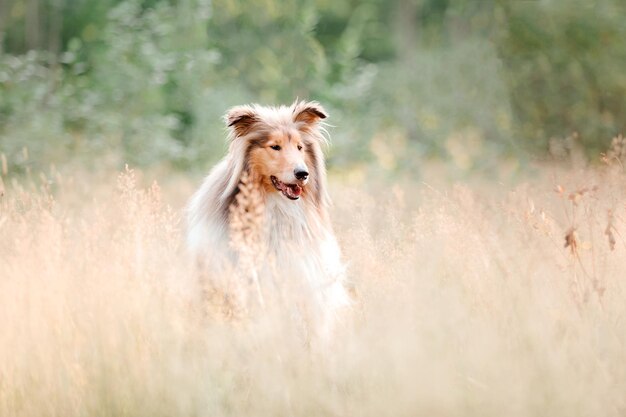 Der raue Collie-Hund im Freien