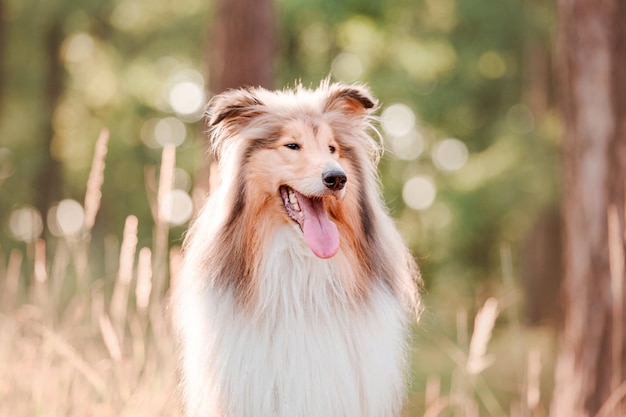 Der raue Collie-Hund im Freien