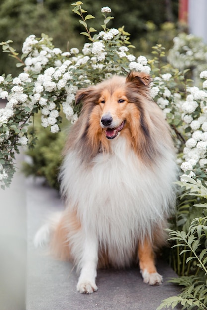 Der raue Collie-Hund im Frühjahr