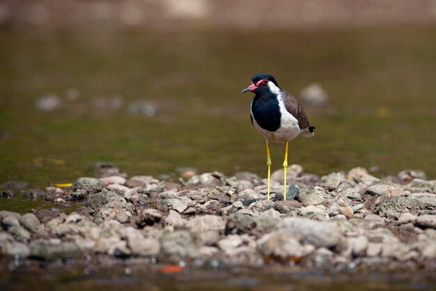 Der Redwattled Kiebitz ist ein asiatischer Kiebitz oder ein großer Regenpfeifer ein Watvogel in der Familie Charadriidae