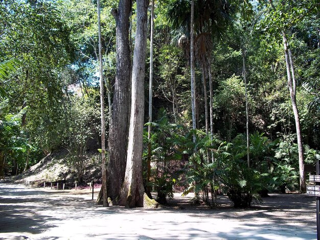 Der Regenwald in Tikal Guatemala