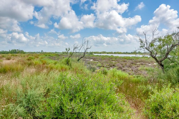 Der regionale Naturpark der Camargue