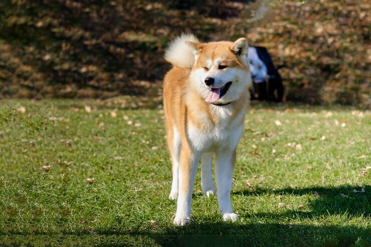 Der reinrassige Hund Akita steht bei sonnigem Wetter auf dem Gras