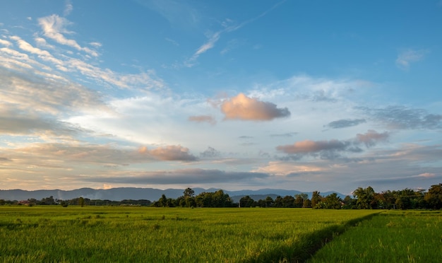 Der Reis wuchs bei Sonnenuntergang und es gab einen wunderschönen blauen Himmel