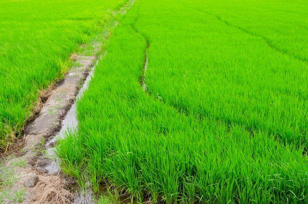 Der Reisbauernhof im Land, landwirtschaftliche Site herein, Thailand