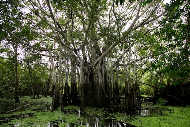 Der Renaco ist ein Baum, der in Flüssen, Seen und Wasserwäldern im Amazonasgebiet wächst