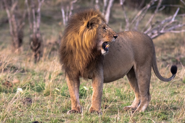 Der riesige Löwe, der Besitzer der Savanne