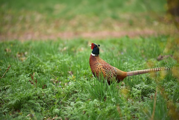 Foto der ringhals-fasan phasianus colchicus im wald