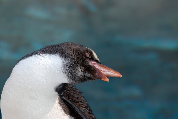 Der Rockhopper-Pinguin im blauen Wasser