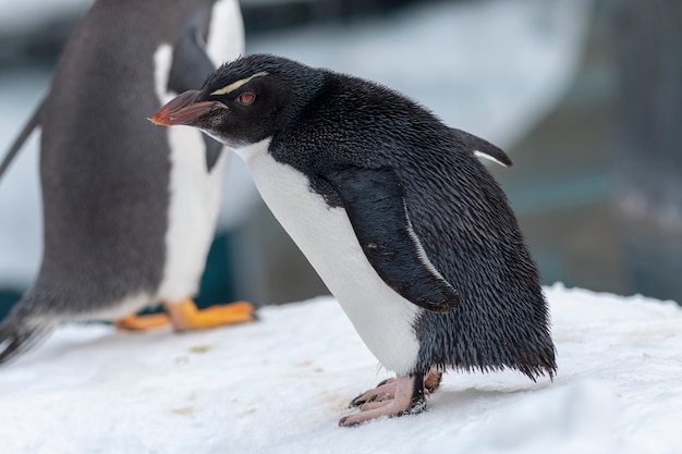 Der Rockhopper-Pinguin im weißen Schneehintergrund