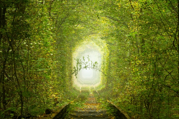 Foto der romantische grüne zweig im ukrainischen tunnel der liebe