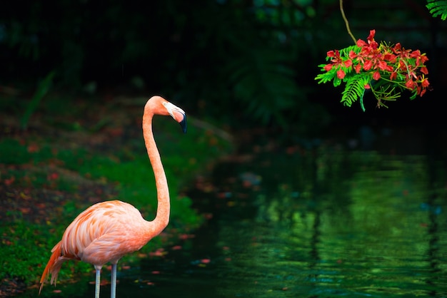 Der rosa Karibik-Flamingo geht aufs Wasser. Rosa Flamingo geht auf einen Sumpf.