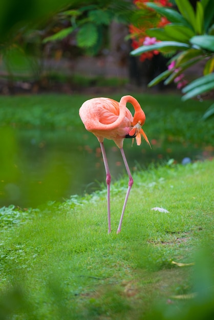 Der rosa Karibik-Flamingo geht aufs Wasser. Rosa Flamingo geht auf einen Sumpf.