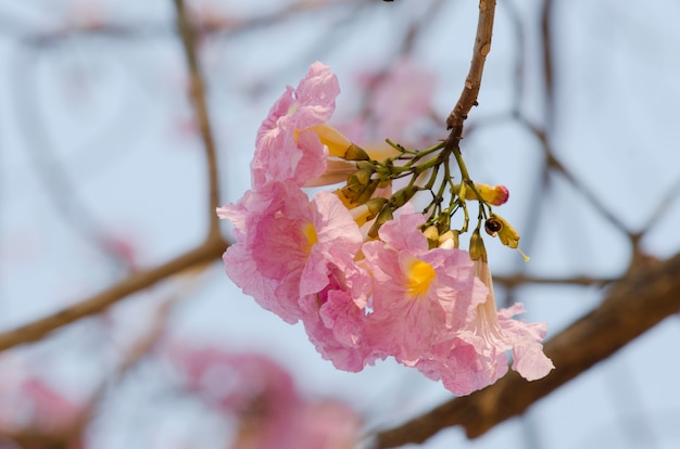 Der rosa Teppich der Tabebuia-Blume