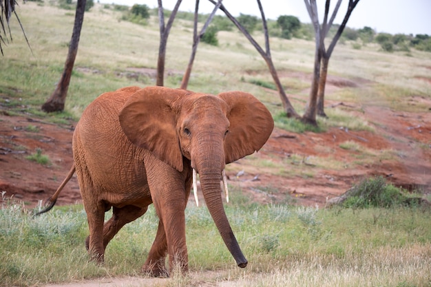 Der rote Elefant geht zwischen den Palmen umher