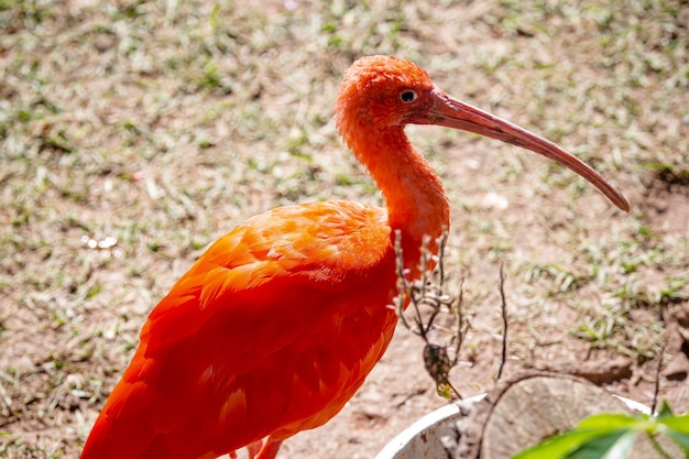 Der rote Guar ist ein pelecaniformer Vogel der Familie Threskiornithidae