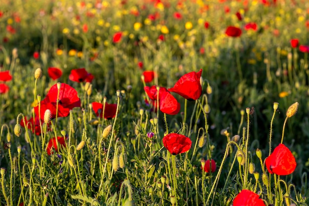 Der rote Mohn Papaver Rhoeas mit Knospen im Sonnenlicht