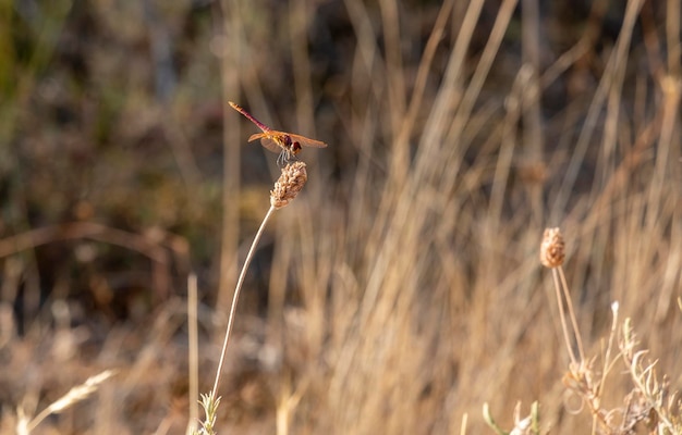 Der rotgeäderte Schlangenhalsvogel oder Nomade Sympetrum fonscolombii Libellengasthof auf der Suche nach Nahrung