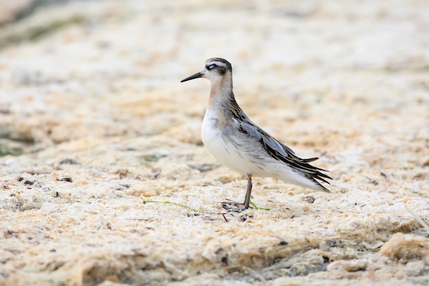 Der Rothalsphalarope (Phalaropus lobatus) steht am Ufer der Mündung auf trockenem Seegras