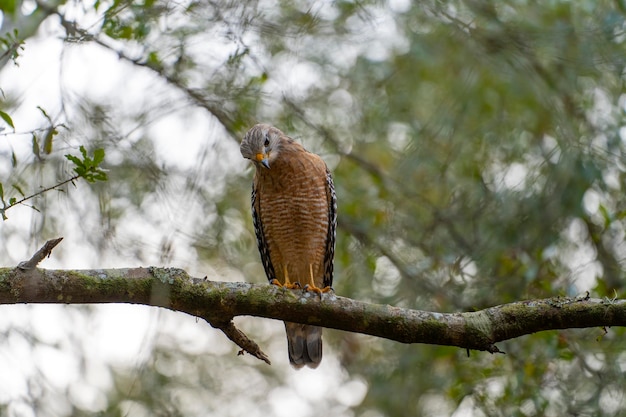 Der Rotschulter-Hawk-Vogel sitzt auf einem Baumzweig und sucht nach Beute, um im Sommerwald zu jagen