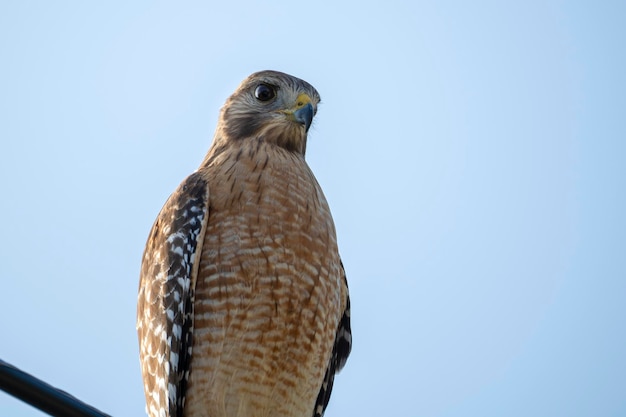 Der rotschulterige Falkenvogel, der auf einem Elektrokabel sitzt und nach Beute sucht, die er jagen kann