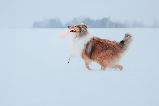 Der Rough Collie-Hund im Winter Hund im Schnee