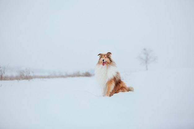 Der Rough Collie Hund im Winter