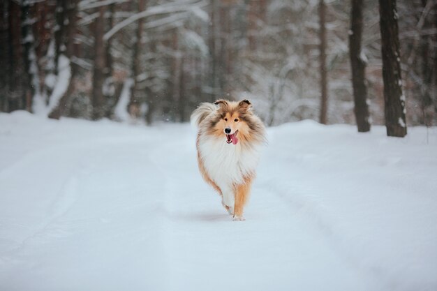 Der Rough Collie Hund im Winter