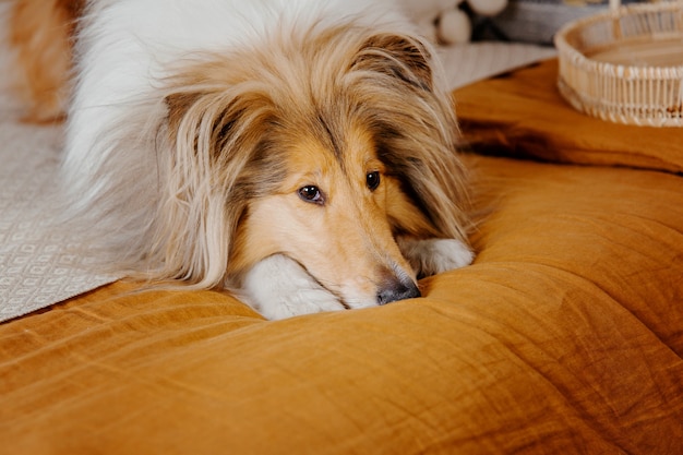 Der Rough Collie Hund zu Hause Hund drinnen