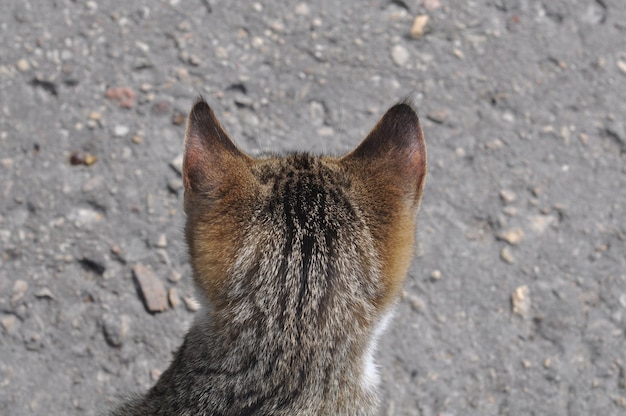 Der Rücken eines getigerten Katzenkopfes auf einem Straßenhintergrund.