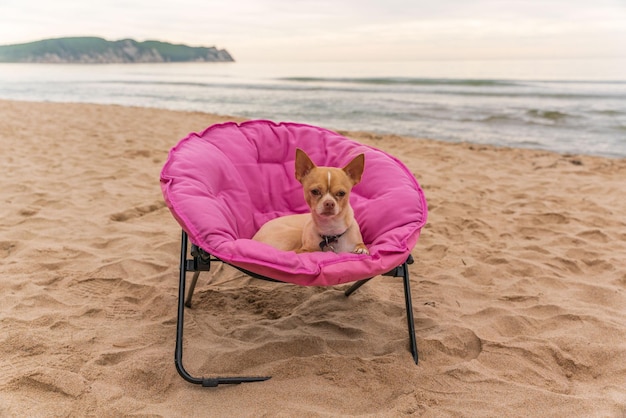 Der russische Toy Terrier-Hund sitzt auf einer rosafarbenen Sonnenliege an der Küste