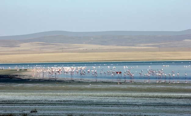 Der Salzsee liegt zwischen Ankara, Konya und Aksaray und ist einer der größten Flamingo-Lebensräume der Türkei für Kraniche
