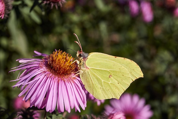 Der Sanddorn-Schmetterling oder Zitronenfalter lat. Gonepteryx rhamni sammelt Nektar von Blumen