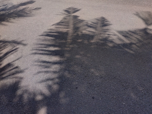 Foto der schatten des kokosnussbaums auf dem boden