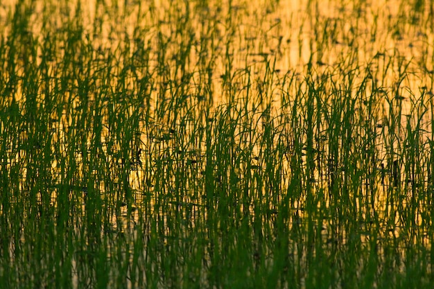 Der Schatten des Unkrauts reflektierte sich vor Sonnenuntergang bei schwachem Licht auf der Wasseroberfläche