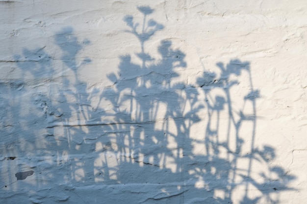 Der Schatten von Blumen auf einer weißen gepflasterten Wand Hintergrund