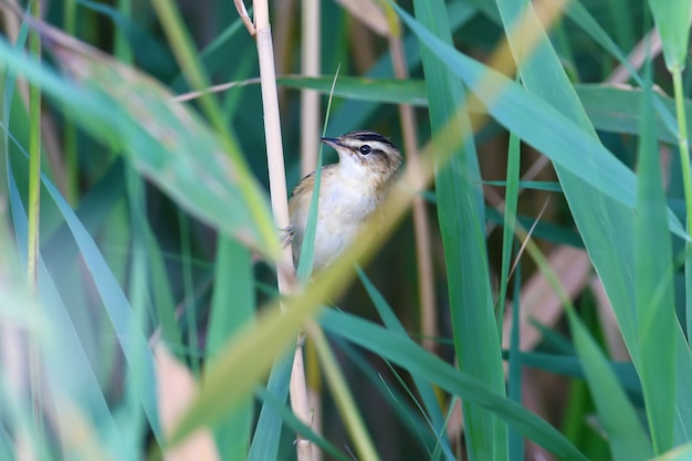 Der Schilfrohrsänger (Acrocephalus schoenobaenus) wird im sanften Morgenlicht in einem Schilfbeet aus nächster Nähe fotografiert. Vogelbestimmung ist möglich.