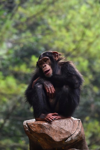Der Schimpanse sitzt auf dem Baum