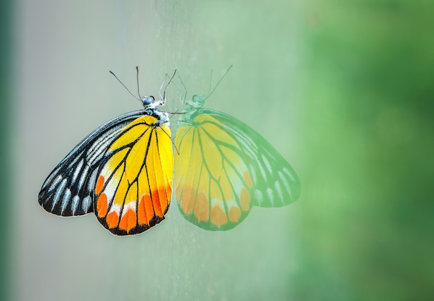 Der Schmetterling auf dem Glas